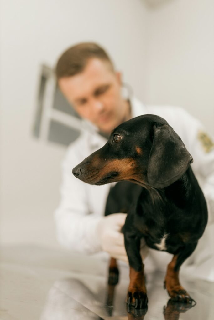 Mejores tests de ADN para perros: raza, salud y sensibilidad a medicamentos (guía 2026)