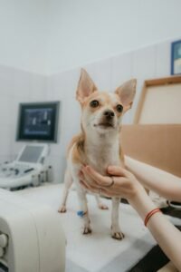 Veterinario tomando la temperatura a un perro con termómetro