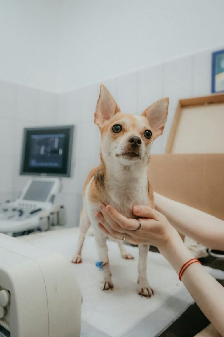 Veterinario tomando la temperatura a un perro con termómetro