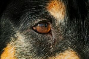 Primer plano del ojo de un perro