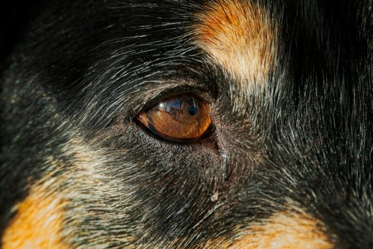 Primer plano del ojo de un perro
