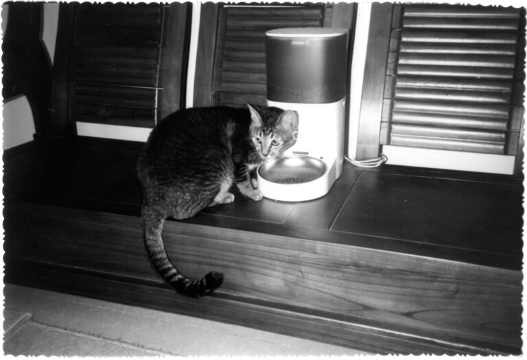 Gato comiendo de un comedero automático