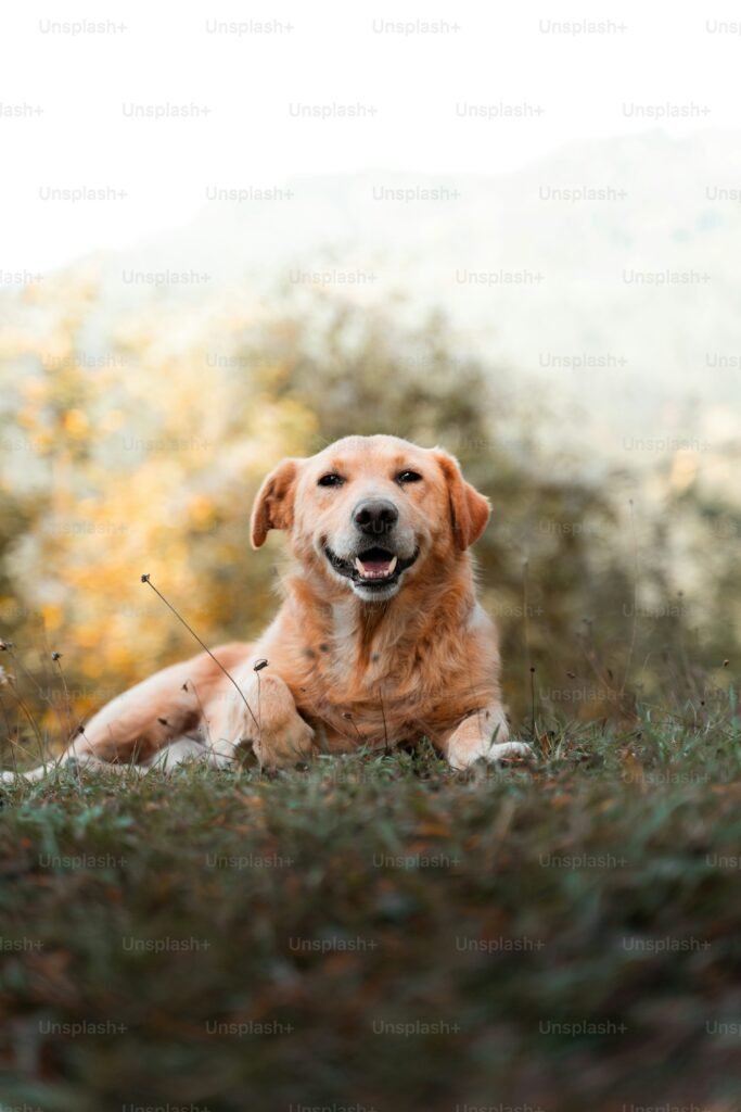 Perro golden retriever tumbado feliz en un campo de hierba