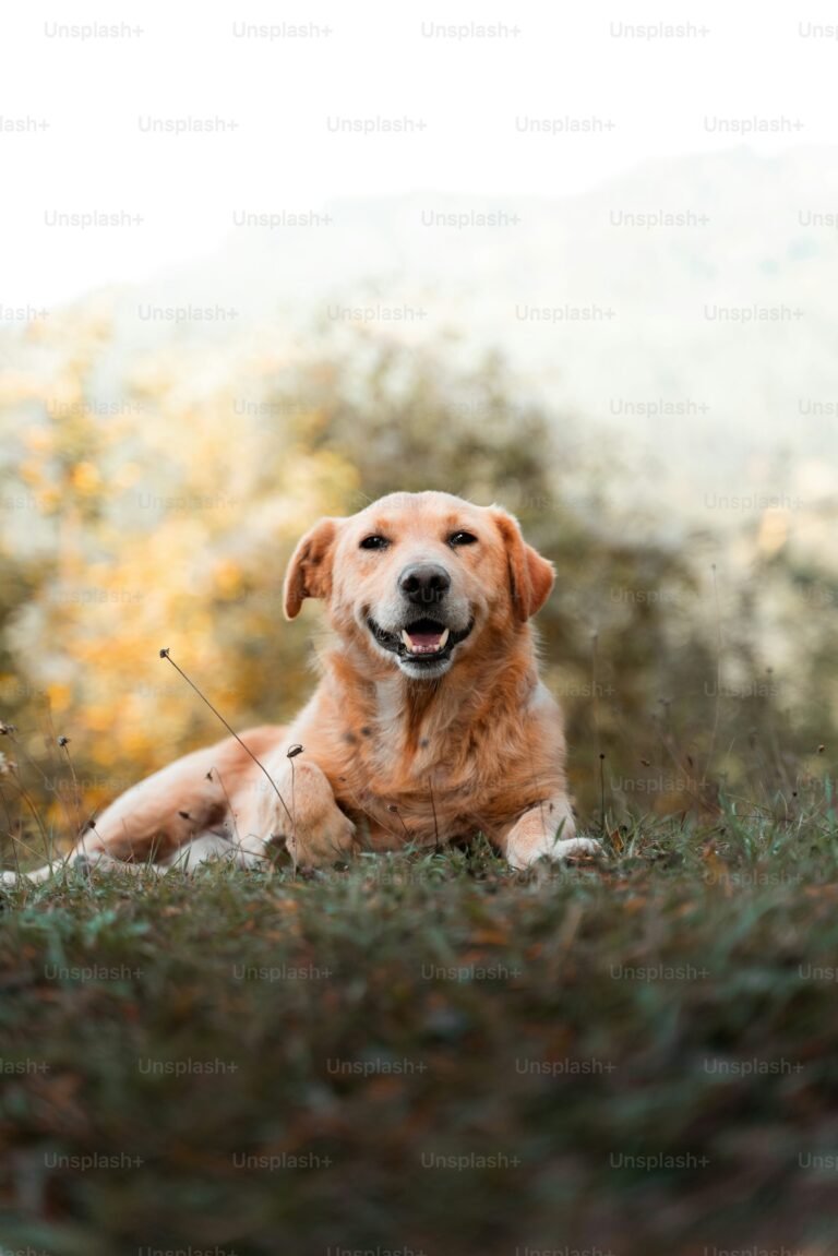 Perro golden retriever tumbado feliz en un campo de hierba