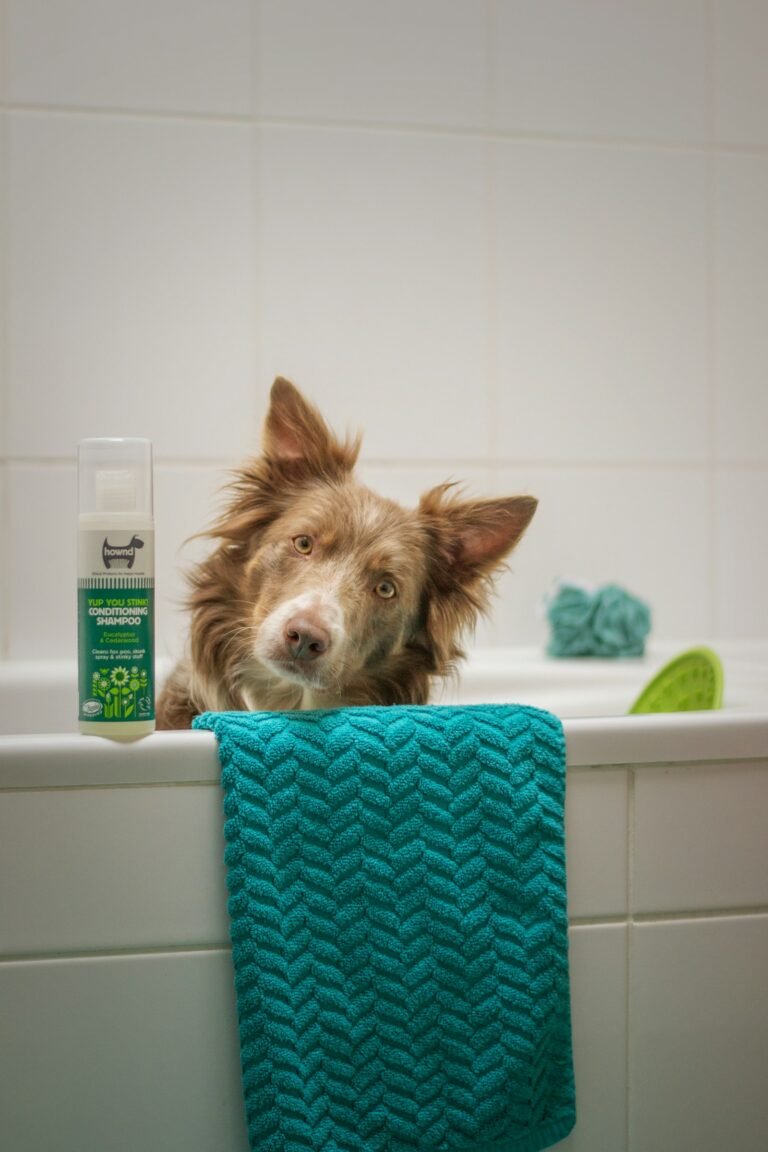 Perro en el baño junto a una toalla, listo para el champú