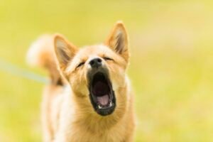 Primer plano de un perro ladrando