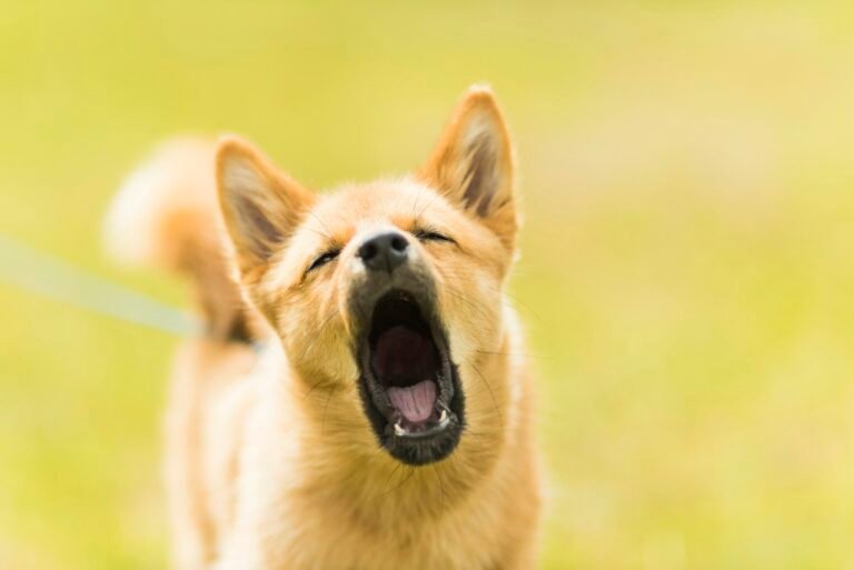 Primer plano de un perro ladrando
