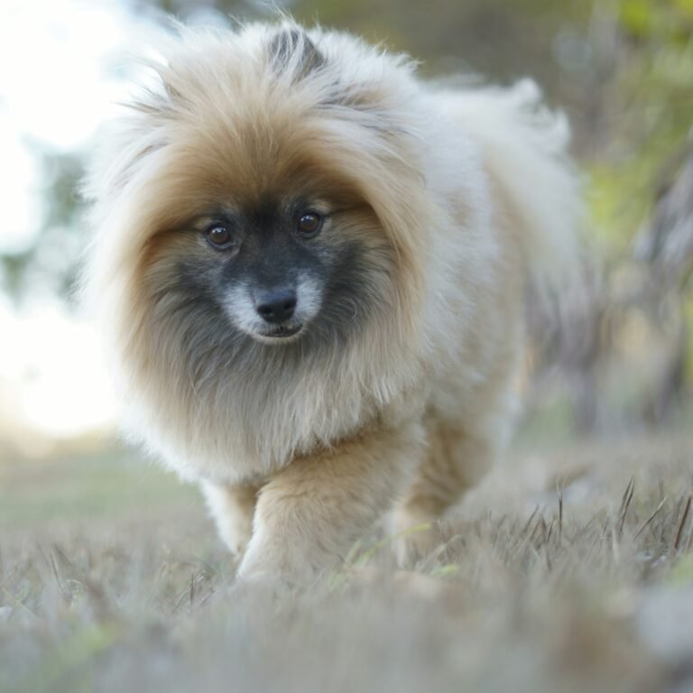 Pomerania (Spitz Alemán) sobre hierba verde